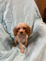 Georgie, a male Cockapoo for sale in Oklahoma City, OK – 2 of 8