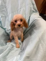 Georgie, a male Cockapoo for sale in Oklahoma City, OK – 1 of 8