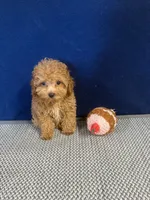 Jeni, a female Cockapoo for sale in Oklahoma City, OK – 2 of 3