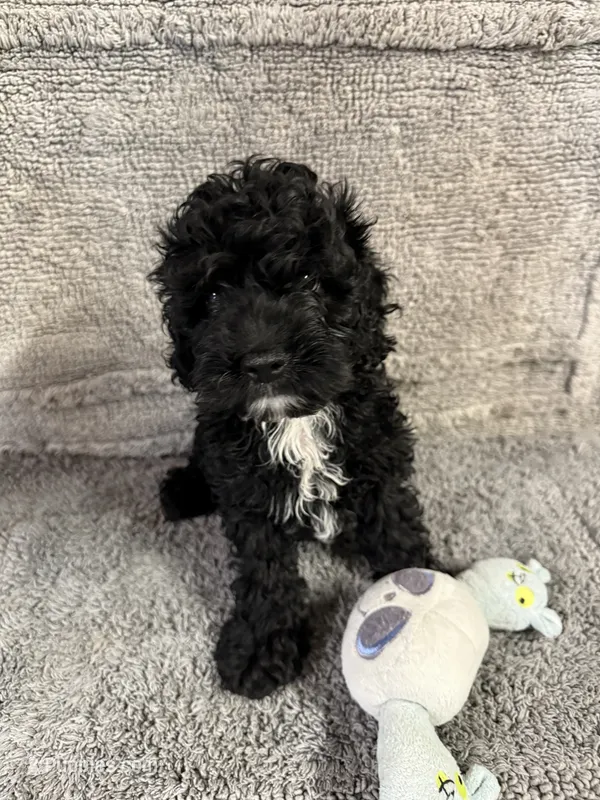 Adam – Cockapoo puppy for sale in Oklahoma City, OK
