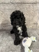 Adam, a male Cockapoo for sale in Oklahoma City, OK – 1 of 1