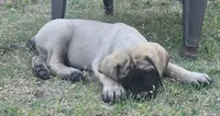 Tank, a male English Mastiff for sale in Oklahoma City, OK – 2 of 4