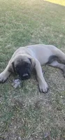 Tank, a male English Mastiff for sale in Oklahoma City, OK – 3 of 4
