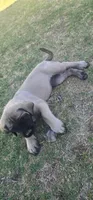 Tank, a male English Mastiff for sale in Oklahoma City, OK – 4 of 4