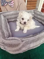 Brax, a male Maltese for sale in Oklahoma City, OK – Photo 1 of 2