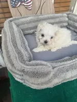 Brax, a male Maltese for sale in Oklahoma City, OK – Photo 2 of 2