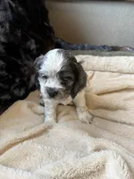 Lucky, a male Cocker Spaniel for sale in Oklahoma City, OK – Photo 2 of 3