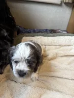 Lucky, a male Cocker Spaniel for sale in Oklahoma City, OK – Photo 3 of 3