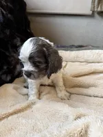 Lucky, a male Cocker Spaniel for sale in Oklahoma City, OK – Photo 1 of 3