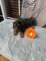 Mary, a female Doxiepoo for sale in Oklahoma City, OK – 2 of 2