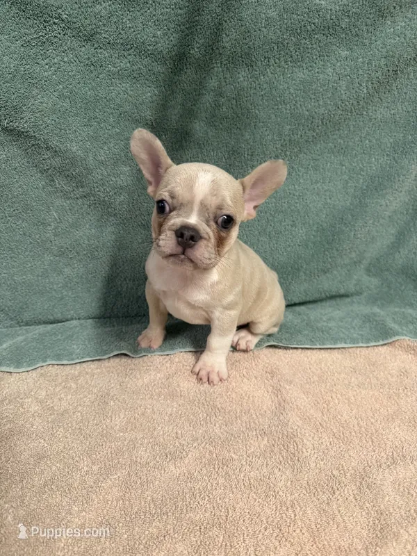 Trevin – French Bulldog puppy for sale in Oklahoma City, OK