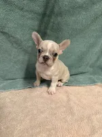 Trevin, a male French Bulldog for sale in Oklahoma City, OK – 1 of 2