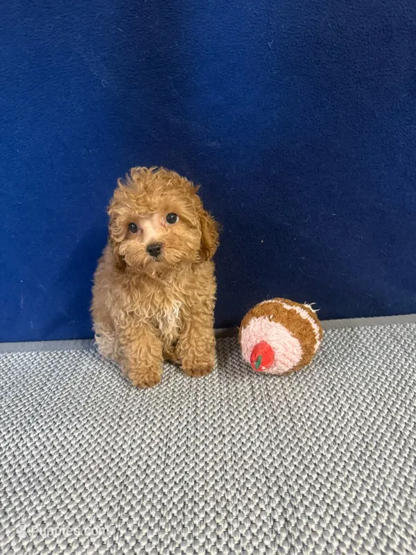Jeni – Cockapoo puppy for sale in Oklahoma City, OK