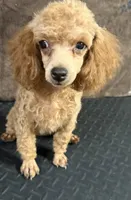 Tiki, a female Poodle - Miniature  for sale in Oklahoma City, OK – 3 of 3