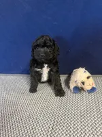 Lucy, a female Cockapoo for sale in Oklahoma City, OK – 2 of 5