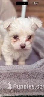 Elsa, a female Maltese for sale in Oklahoma City, OK – Photo 1 of 1