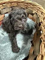 Sam, a male Cockapoo for sale in Oklahoma City, OK – 1 of 2