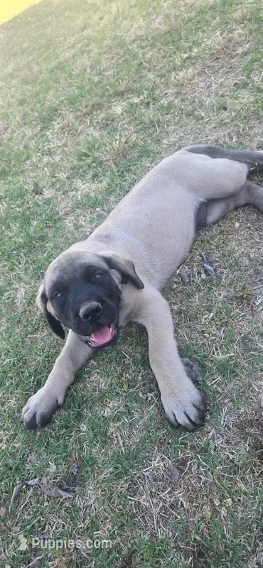 Tank – English Mastiff puppy for sale in Oklahoma City, OK