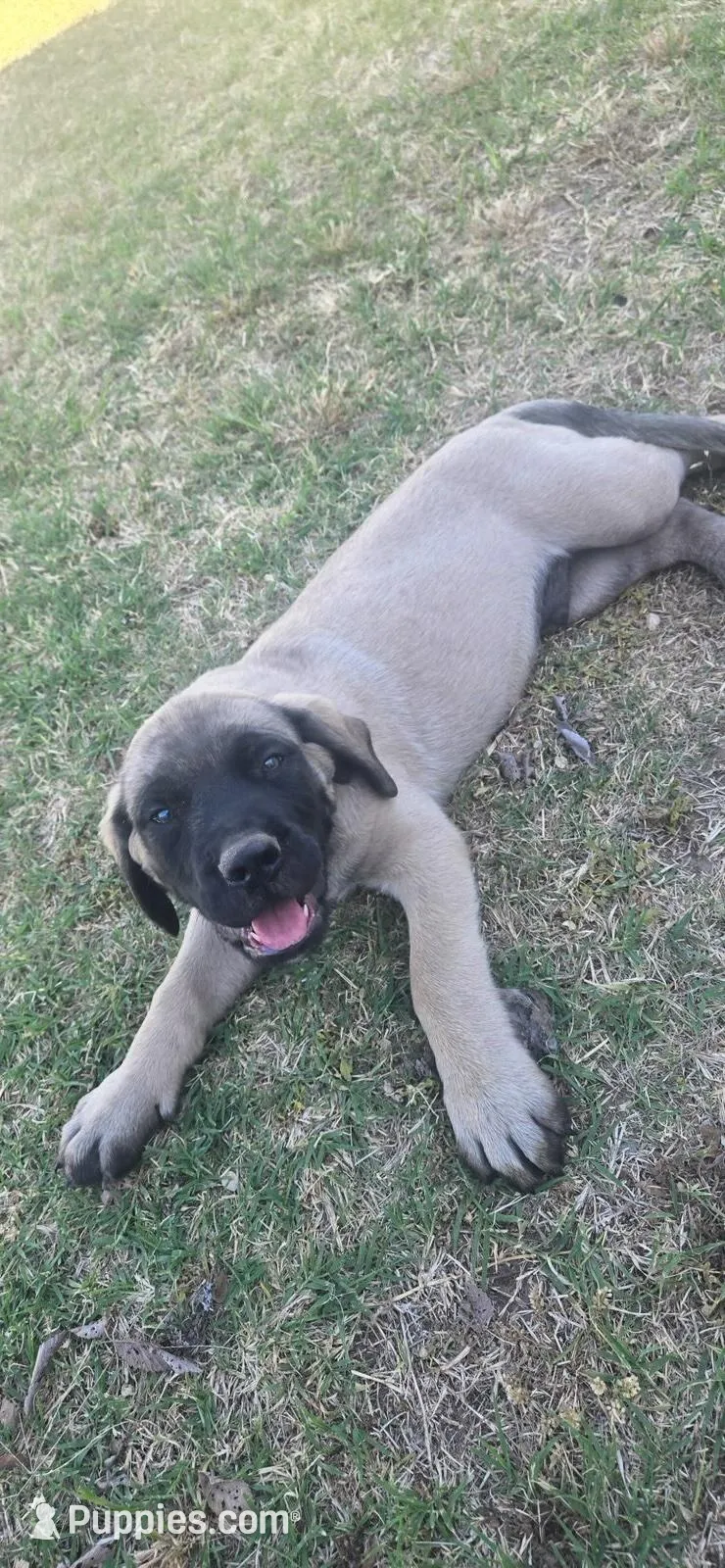 Tank, a male English Mastiff for sale in Oklahoma City, OK – 1 of 4