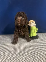 Samuel, a male Cockapoo for sale in Oklahoma City, OK – 1 of 5