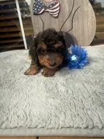 Grace, a female Doxiepoo for sale in Oklahoma City, OK – 2 of 2