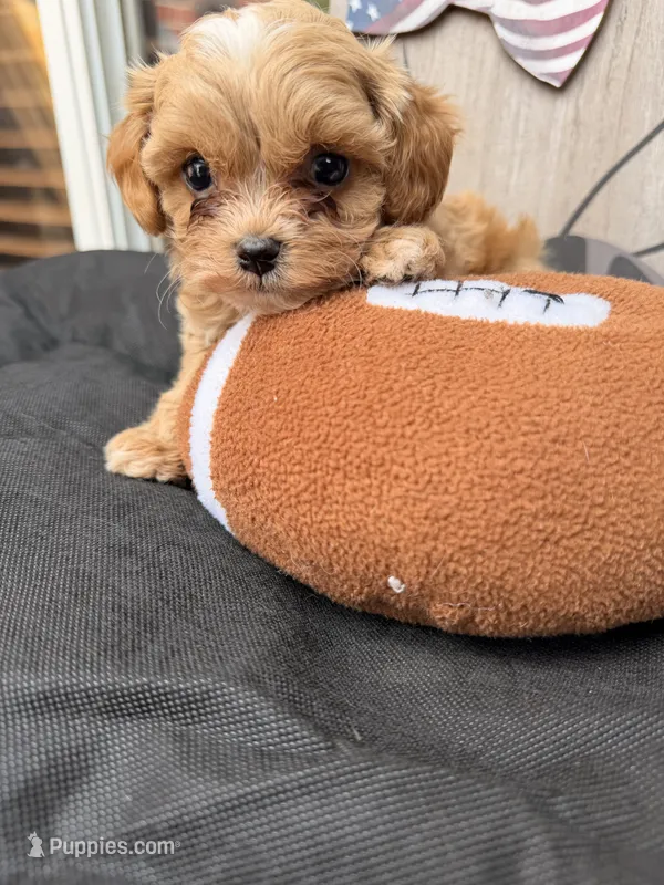 Oliver – Cockapoo puppy for sale in Oklahoma City, OK