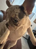 AKC French Bulldogs, a female French Bulldog for sale in Oklahoma City, OK – 1 of 2