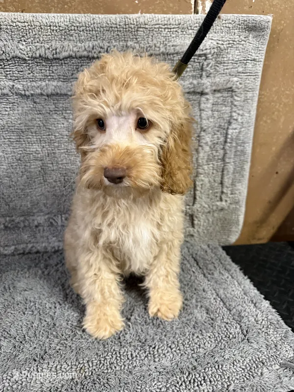 Timmy – Cockapoo puppy for sale in Oklahoma City, OK