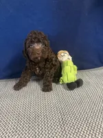 Samuel, a male Cockapoo for sale in Oklahoma City, OK – 4 of 5