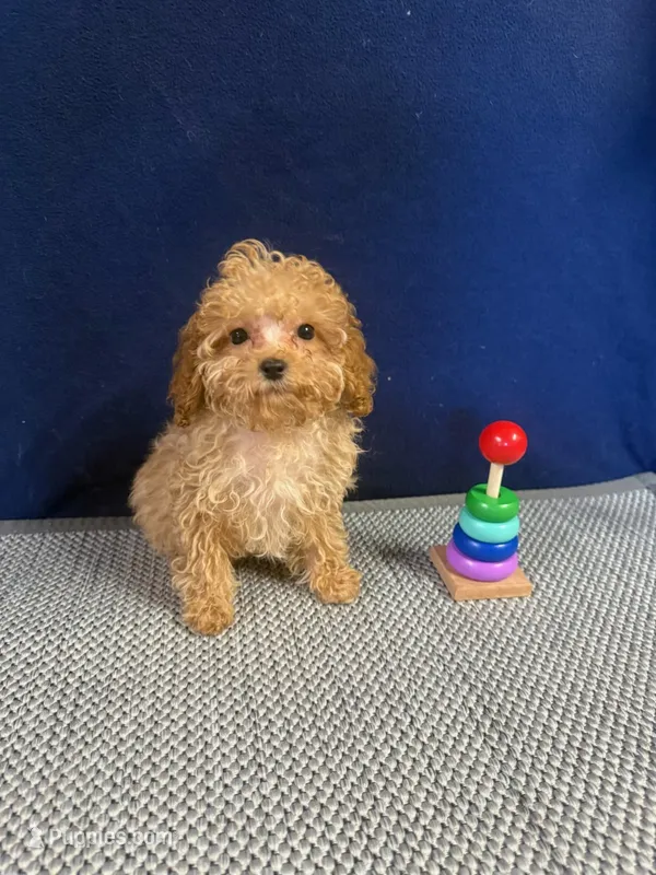 Georgie – Cockapoo puppy for sale in Oklahoma City, OK