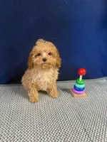 Georgie, a male Cockapoo for sale in Oklahoma City, OK – 1 of 4