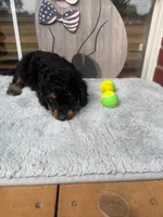 Hugo, a male Doxiepoo for sale in Oklahoma City, OK – 2 of 2