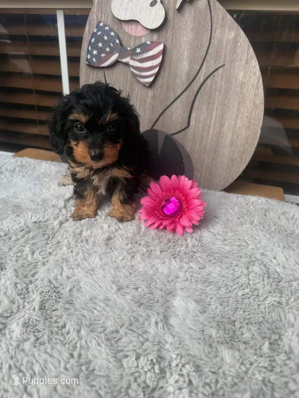 Matilda – Doxiepoo puppy for sale in Oklahoma City, OK