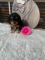 Matilda, a female Doxiepoo for sale in Oklahoma City, OK – 1 of 1