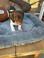 Clyde, a male Miniature Dachshund for sale in Oklahoma City, OK – Photo 2 of 2