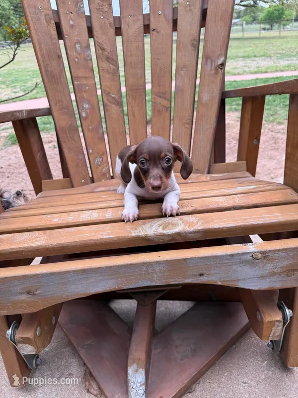 Clyde – Miniature Dachshund puppy for sale in Oklahoma City, OK