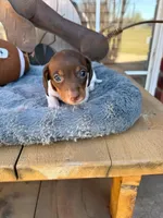 Clyde, a male Miniature Dachshund for sale in Oklahoma City, OK – Photo 1 of 2