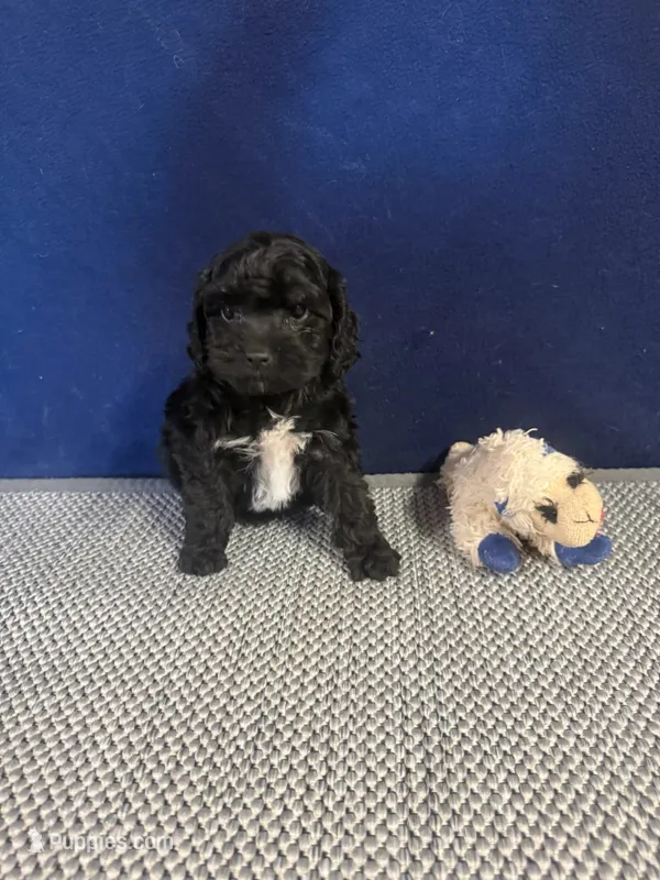 Lucy – Cockapoo puppy for sale in Oklahoma City, OK