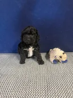 Lucy, a female Cockapoo for sale in Oklahoma City, OK – 1 of 5