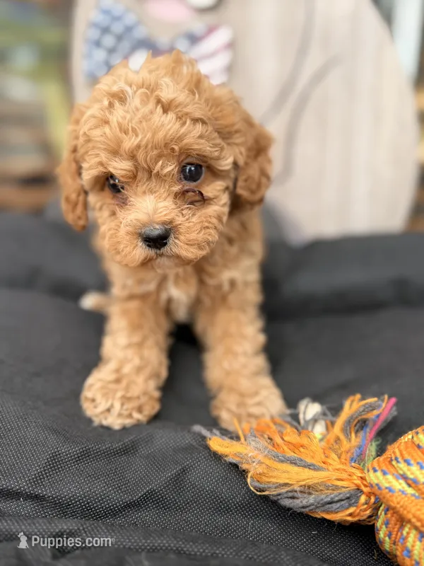 Nemo – Cockapoo puppy for sale in Oklahoma City, OK