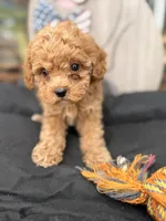 Nemo, a male Cockapoo for sale in Oklahoma City, OK – 1 of 1