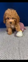 Benji, a male Cockapoo for sale in Oklahoma City, OK – 3 of 3