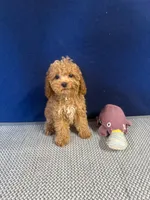 Benji, a male Cockapoo for sale in Oklahoma City, OK – 2 of 3