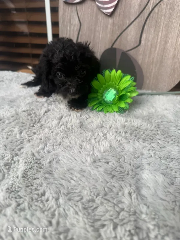 Hanna – Doxiepoo puppy for sale in Oklahoma City, OK