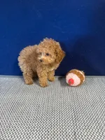 Jeni, a female Cockapoo for sale in Oklahoma City, OK – 3 of 3