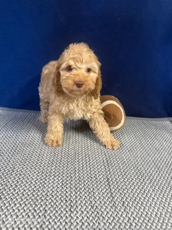 Timmy – Cockapoo puppy for sale in Oklahoma City, OK