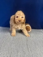Timmy, a male Cockapoo for sale in Oklahoma City, OK – 1 of 3