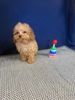 Georgie, a male Cockapoo for sale in Oklahoma City, OK – 3 of 4
