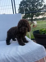 Angel, a female Cockapoo for sale in Oklahoma City, OK – 3 of 4