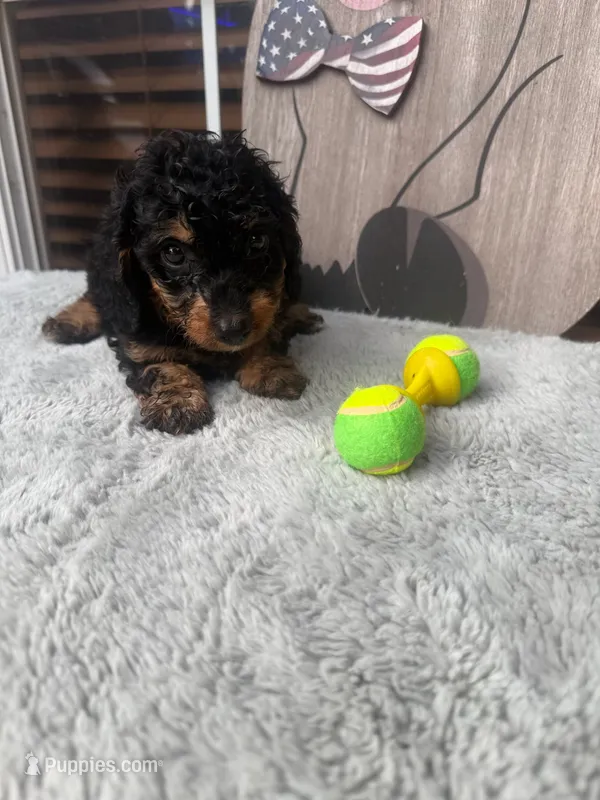 Hugo – Doxiepoo puppy for sale in Oklahoma City, OK